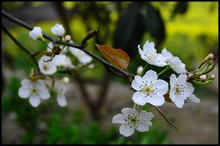 雪梨花开缓缓归,岁月静好，缓缓归家之旅